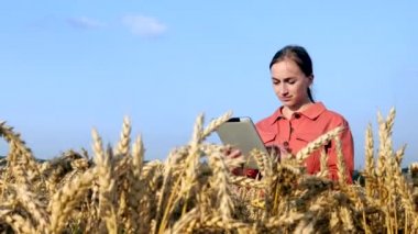 Beyaz Agronomist mısır gevreği tarlasını kontrol ediyor ve tabletteki buluta veri gönderiyor. Akıllı tarım ve dijital tarım kavramı. Başarılı organik gıda üretimi ve yetiştirilmesi