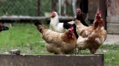 Birkaç kırmızı, çiftlik tavuğu kırsalda mısır yiyor. Çiftçilik ve Evcil Hayvan Konsepti