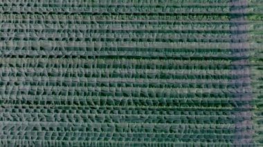 Elma tarlasının havadan görünüşü. Elma ekimi. Panorama Elma Bahçesi İHA ile vuruluyor.