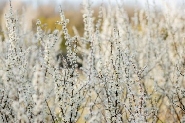Tarlada çiçek açan beyaz çiçekler. Arkaplan çiçekleri, seçici odak.