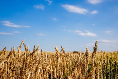 Altın buğday tarlası. Güzel Doğa Günbatımı Manzarası. Olgunlaşan çayırlık buğday tarlalarının arka planı. Büyük hasat ve verimli tohum endüstrisi kavramı.