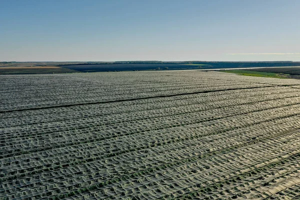 Vista Aérea Del Invernadero Plástico Huerto Manzanas Cultivo Plantas Agricultura —  Fotos de Stock