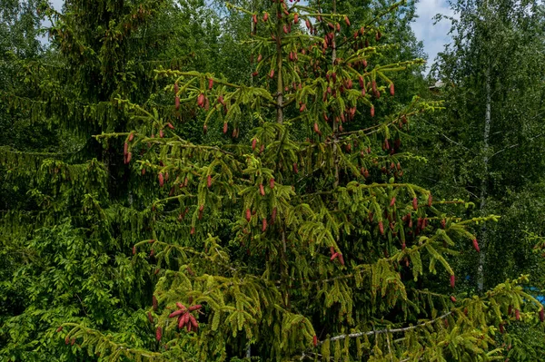 Abeto Joven Que Crece Florecen Punta Rama Primavera Los Nuevos — Foto de Stock