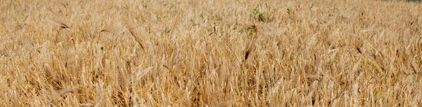 Guld Vetefält Vacker Natur Solnedgång Landskap Bakgrund Mognande Öron Ängsfält — Stockfoto