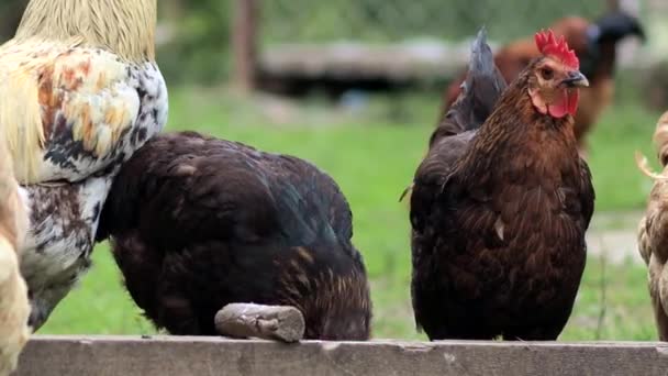 Mehrere Rote Bauernhühner Fressen Auf Dem Land Etwas Mais Landwirtschaft — Stockvideo