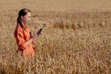 Buğday tarlasında tablet bilgisayarlı beyaz tenli teknoloji uzmanı kadın tarım için ürün kalitesini ve büyümesini kontrol ediyor. Tarım ve hasat kavramı