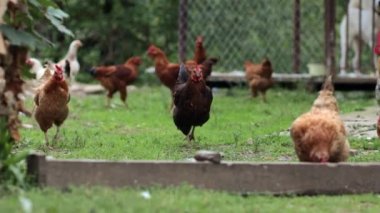 Birkaç kırmızı, çiftlik tavuğu kırsalda mısır yiyor. Çiftçilik ve Evcil Hayvan Konsepti