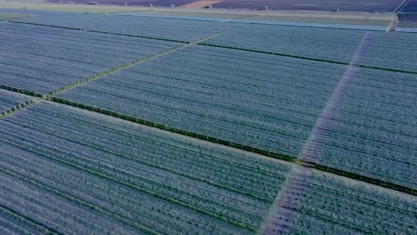 Vue Aérienne Une Serre Plastique Sur Verger Pommiers Culture Végétale — Video