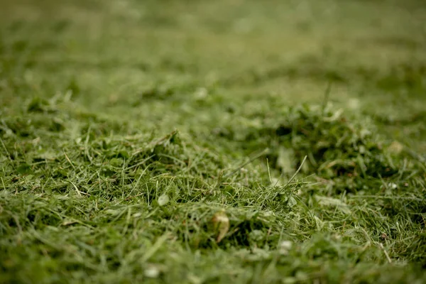 Pile of mown lawn grass in the spring garden. Pile of fresh hay, selective focus
