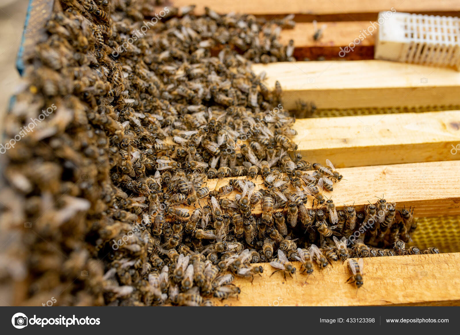 New Queen Bee Stock Photos Royalty Free New Queen Bee Images Depositphotos