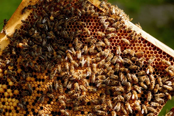 Honey Bee Nido Ape Primo Piano Delle Api Nido Ape — Foto Stock