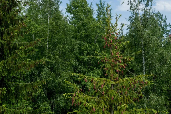 Flor Abeto Crescimento Jovem Uma Ponta Primavera Ramo Belos Novos — Fotografia de Stock