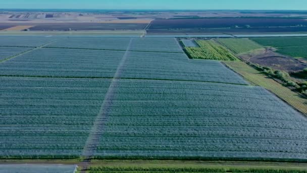 Letecký Pohled Plastový Skleník Jablečném Sad Pěstování Rostlin Ekologickém Zemědělství — Stock video