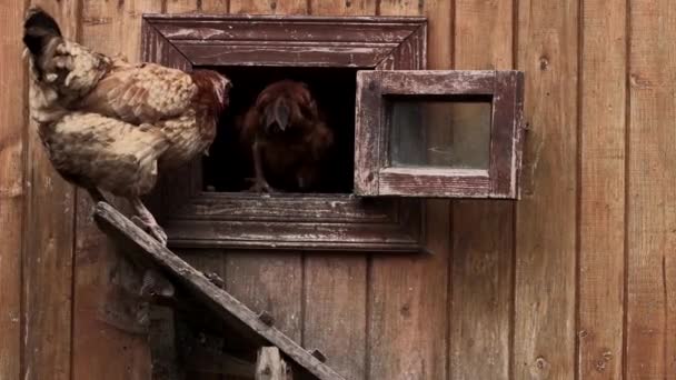 Αρκετές Κόκκινες Κότες Φάρμας Τρώνε Καλαμπόκι Στην Εξοχή Γεωργία Και — Αρχείο Βίντεο