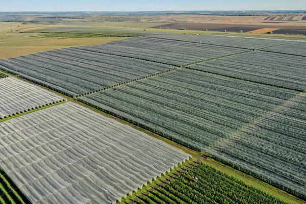 Vista Aérea Del Invernadero Plástico Huerto Manzanas Cultivo Plantas Agricultura —  Fotos de Stock