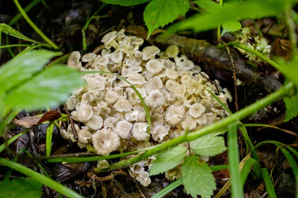 Oyster Mushrooms in the summer forest. A welcome find for the mushroom picker. Valuable and delicious culinary ingredient — Stock Photo, Image