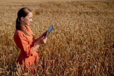 Beyaz Agronomist mısır gevreği tarlasını kontrol ediyor ve tabletteki buluta veri gönderiyor. Akıllı tarım ve dijital tarım kavramı. Başarılı organik gıda üretimi ve yetiştirilmesi