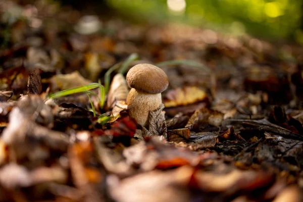 White Mushrooms Woods Background Leaves Bright Sunlight Boletus Mushroom — Stock Photo, Image