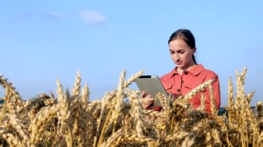 Beyaz Agronomist mısır gevreği tarlasını kontrol ediyor ve tabletteki buluta veri gönderiyor. Akıllı tarım ve dijital tarım kavramı. Başarılı organik gıda üretimi ve yetiştirilmesi