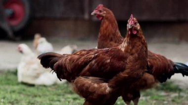 Birkaç kırmızı, çiftlik tavuğu kırsalda mısır yiyor. Çiftçilik ve Evcil Hayvan Konsepti