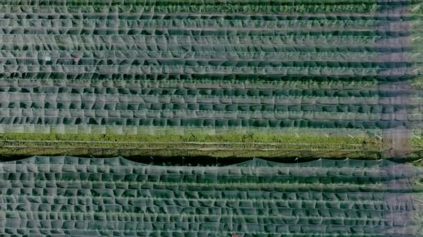 Letecký Pohled Plastový Skleník Jablečném Sad Pěstování Rostlin Ekologickém Zemědělství — Stock video