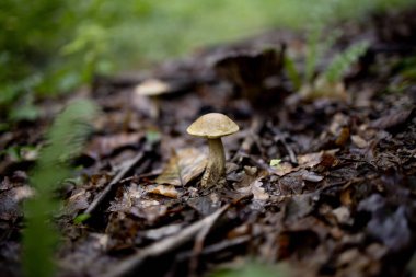 Boletus Edulis, yaz ormanında lezzetli bir mantar. Mantar toplayıcısına hoş geldin hediyesi. Değerli ve lezzetli mutfak malzemeleri..