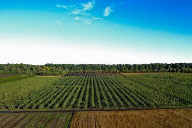 Elma bahçesindeki plastik seranın havadan görünüşü. Organik çiftçilikte bitki yetiştirme