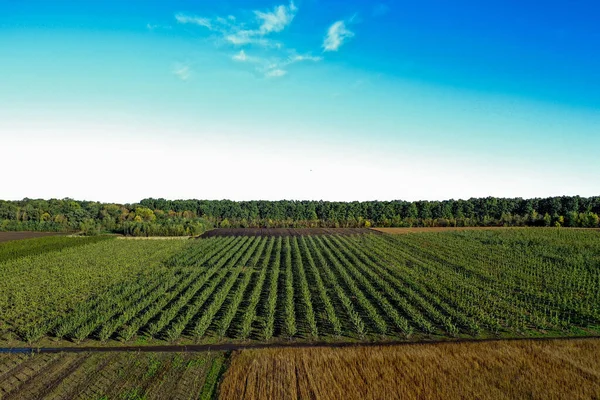 Vista Aérea Del Invernadero Plástico Huerto Manzanas Cultivo Plantas Agricultura —  Fotos de Stock