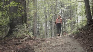 Yürüyüş yapan sporcular orman boyunca seyahat eden sırıklara sahipler.