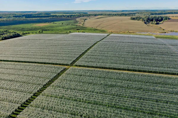 Vista Aérea Del Invernadero Plástico Huerto Manzanas Cultivo Plantas Agricultura —  Fotos de Stock