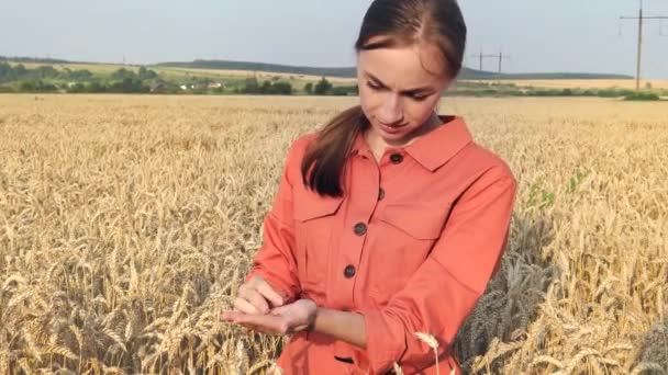Landbouwonderzoeksinstallatie Tarweveld Zijn Hand Houdt Hij Een Glazen Buis Met — Stockvideo