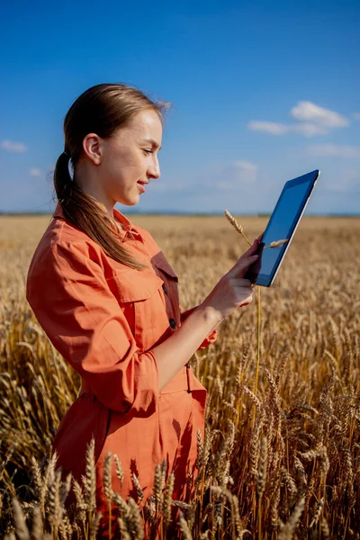 캅카스의 농학자는 곡물밭을 확인하고 판에서 정보를 클라우드로 보낸다 스마트 디지털 — 스톡 사진