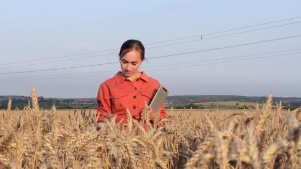 Caucasian Agronomist Controleert Het Veld Van Granen Stuurt Gegevens Naar — Stockvideo