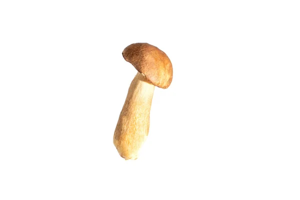 Boletus Edulis Svamp Isolerad Vit Bakgrund Närbild — Stockfoto