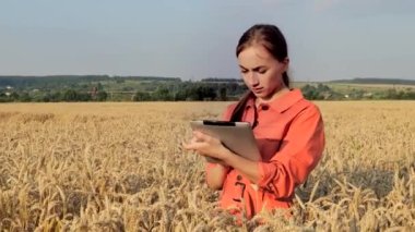 Beyaz Agronomist mısır gevreği tarlasını kontrol ediyor ve tabletteki buluta veri gönderiyor. Akıllı tarım ve dijital tarım kavramı. Başarılı organik gıda üretimi ve yetiştirilmesi