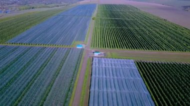 Apple Meyve Bahçesi 'nin arasında İHA uçuruyor. Genç elma bahçesi