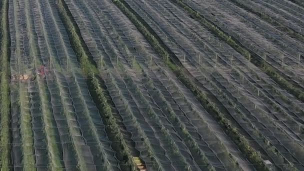 Vue aérienne de la plantation de pommes. La culture des pommes. Panorama Tournage d'un verger de pommiers avec un drone. — Video