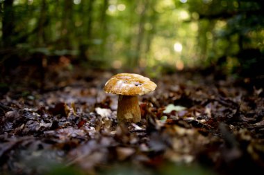 Ormanda beyaz mantarlar, yapraklardan oluşan bir arka plan, parlak güneş ışığı. Boletus. Mantar..