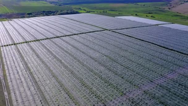 Vliegende Drone Tussen Rijen Van Apple Boomgaard Jonge Appelboomgaard — Stockvideo