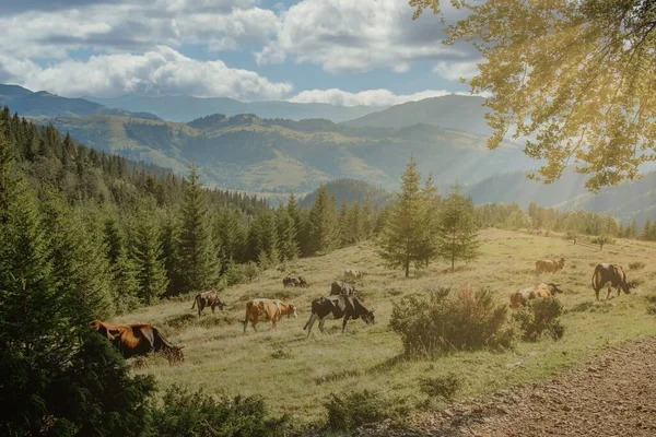 山のモミの木の間の高山草原で牛の放牧 背景には山や斜面 牧草地に牛と山の風景 — ストック写真