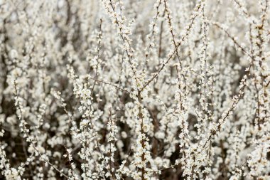 Tarlada çiçek açan beyaz çiçekler. Arkaplan çiçekleri, seçici odak.