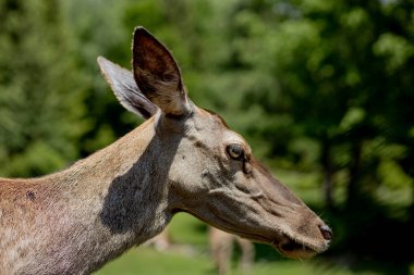 Genç geyik portresi. Doğa sahnesinde geyik. Geyik geyiği portresi.