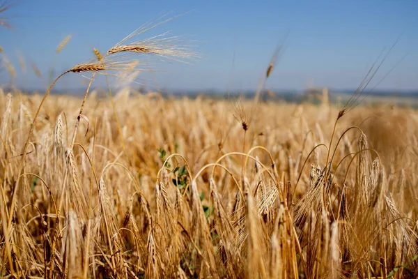 Altın Buğday Tarlası Güzel Doğa Günbatımı Manzarası Olgunlaşan Çayırlık Buğday — Stok fotoğraf