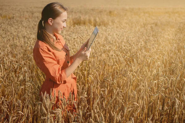 태블릿 컴퓨터를 가지고 인도의 전문가는 농작물 성장을 농업용으로 수확의 — 스톡 사진