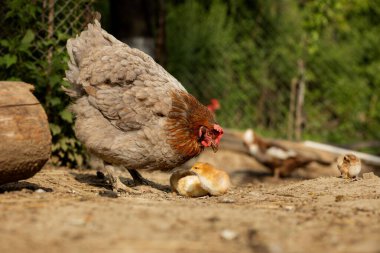 Çiftlikteki civcivleriyle anne bir tavuğun yakın çekimi. Yavru tavuklarla.