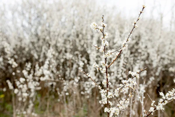 Flores Blancas Que Florecen Campo Fondo Floración Enfoque Selectivo — Foto de Stock