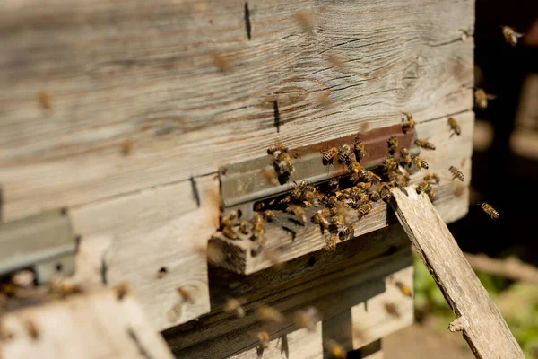 Una Vista Cerca Las Abejas Que Trabajan Trayendo Polen Flores — Foto de Stock