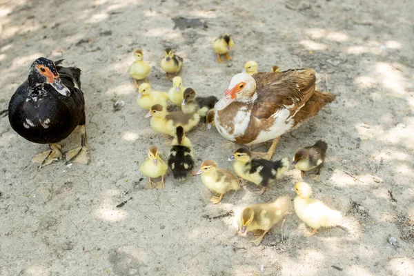 Entenmutter Mit Ihren Entchen Viele Entchen Folgen Der Mutter — Stockfoto