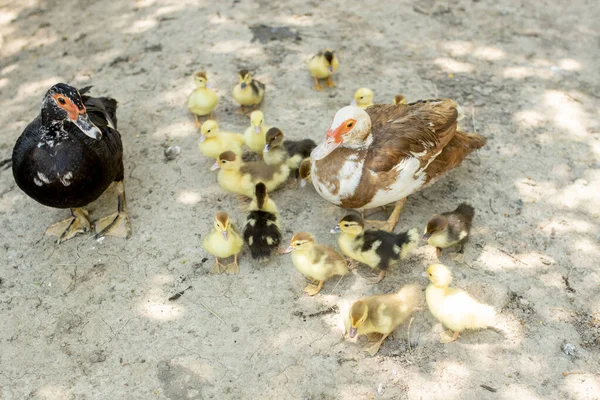 Mère Canard Avec Ses Canetons Beaucoup Canetons Suivant Mère — Photo