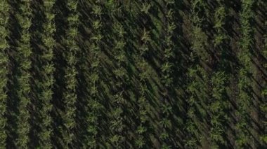 Apple Meyve Bahçesi 'nin arasında İHA uçuruyor. Genç elma bahçesi